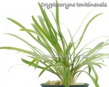 Cryptocoryne tonkinensis